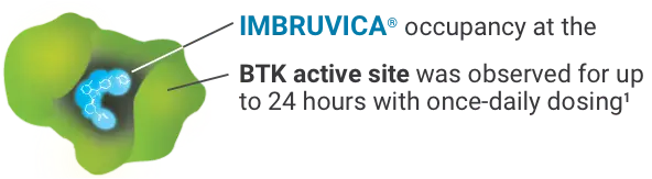 IMBRUVICA® occupancy at the  BTK active site was observed for up to 24 hours with once-daily dosing^1